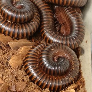 ARCHISPIROSTREPTUS GIGAS Milpiés Gigante Africano