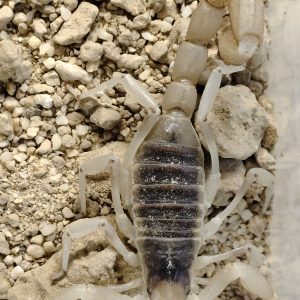 HADRURUS ARIZONENSIS Escorpión Peludo del desierto