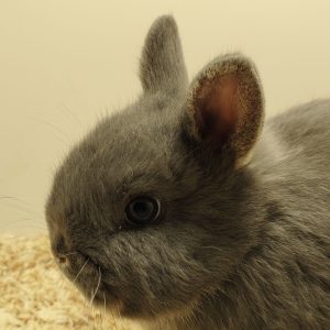 Conejo Toy Azul Macho