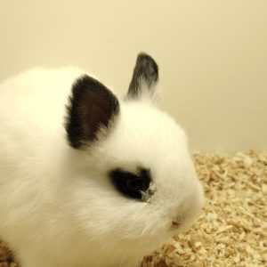 Conejo Toy Blanco y Negro Macho