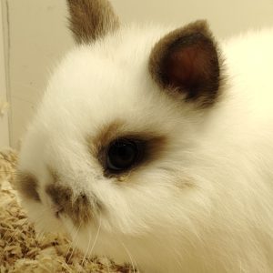 Conejo Toy Blanco y Marrón Hembra