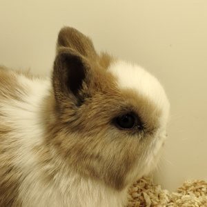 Conejo Toy Marrón y Blanco Hembra