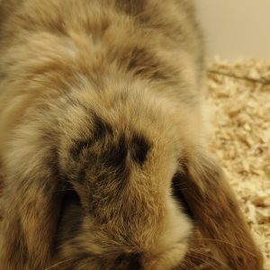 Conejo Belier Mini Loop Tricolor Hembra