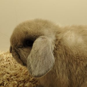 Conejo Belier Mini Loop Marrón Hembra