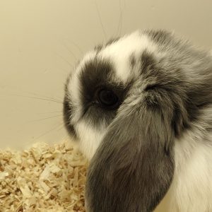 Conejo Belier Mini Loop Azul y Blanco Hembra