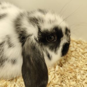 Conejo Belier Mini Loop Blanco y Negro Macho