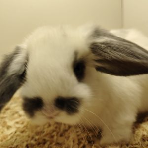 Conejo Belier Mini Loop Blanco y Azul Hembra