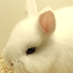 Conejo Toy Blanco Macho