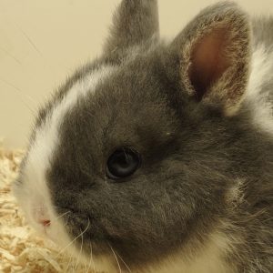 Conejo Toy Azul y Blanco Macho