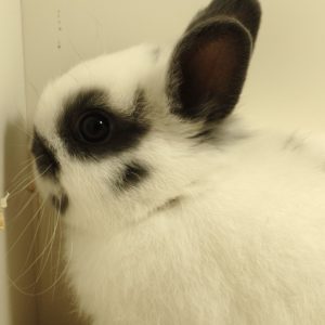 Conejo Toy Blanco y Azul Hembra