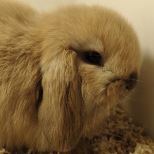 Conejo Belier Mini Loop Marrón Hembra