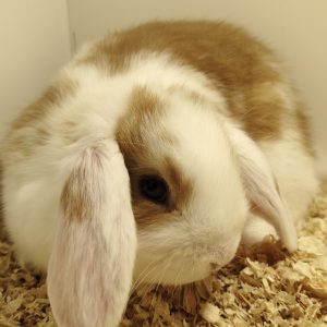 Conejo Belier Mini Loop Dorado y Blanco Hembra