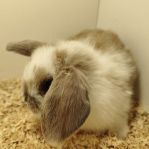 Conejo Belier Mini Loop Marrón Clarito y Blanco Macho