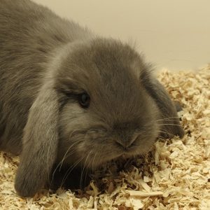 Conejo Belier Mini Loop Azul Hembra