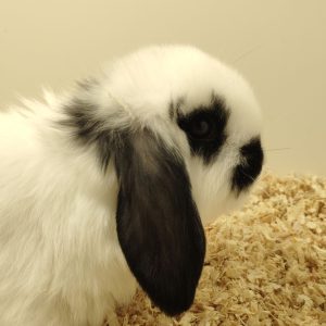 Conejo Belier Mini Loop Blanco y Negro Macho