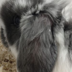 Conejo Belier Mini Loop Azul y Blanco Macho