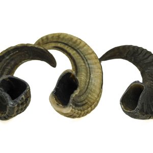 CUERNO DE CABRA MONTESA L