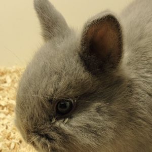 Conejo Toy Azul Macho