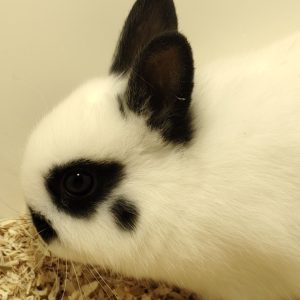 Conejo Toy Blanco y Negro Macho