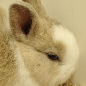 Conejo Toy Blanco y Marrón Macho