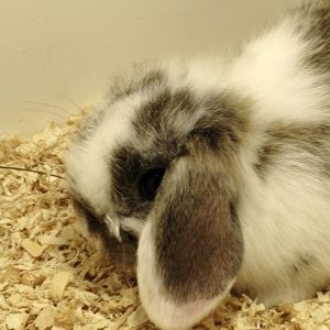 Conejo Belier Mini Loop Blanco y Pardo Hembra