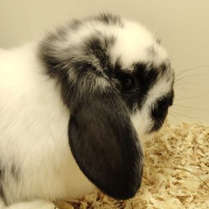 Conejo Belier Mini Loop Blanco y Negro Hembra