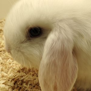 Conejo Belier Mini Loop Blanco Macho