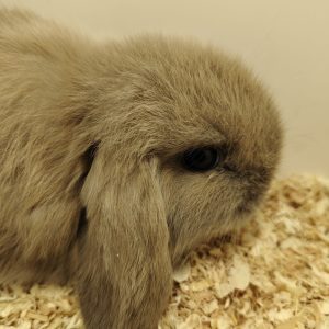 Conejo Belier Mini Loop Marrón Hembra