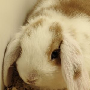 Conejo Belier Mini Loop Tricolor Hembra