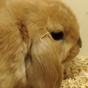 Conejo Belier Mini Loop Tricolor Hembra