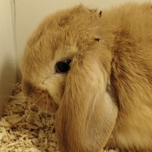 Conejo Belier Mini Loop Dorado y Negro Macho