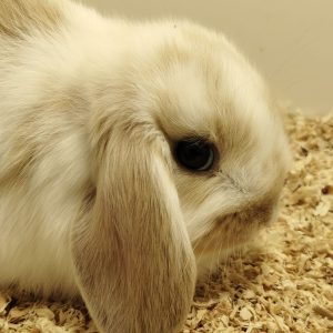 Conejo Belier Mini Loop Blanco y Marrón Clarito Macho