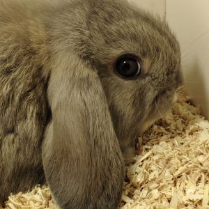 Conejo Belier Mini Loop Gris Macho