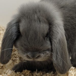 Conejo Belier Mini Loop Azul Macho