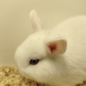 Conejo Toy Blanco Macho