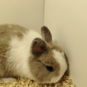 Conejo Toy Blanco y Marrón Macho