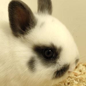 Conejo Toy Blanco y Azul Macho