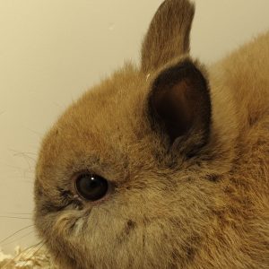 Conejo Toy Marrón Hembra